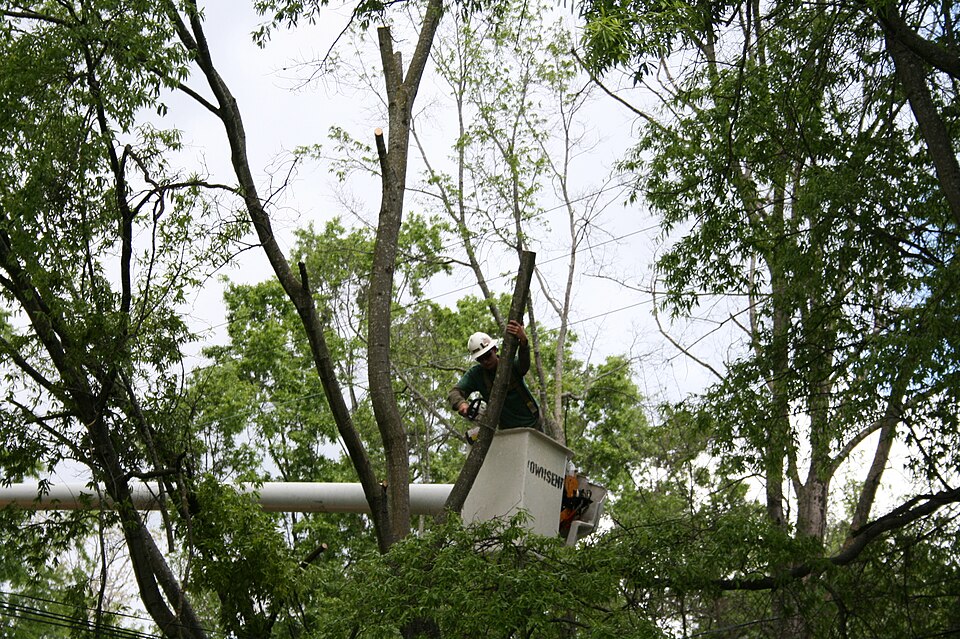 Tree Service